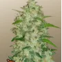 Насіння конопель Original AUTO CHEMDAWG від Fast Buds